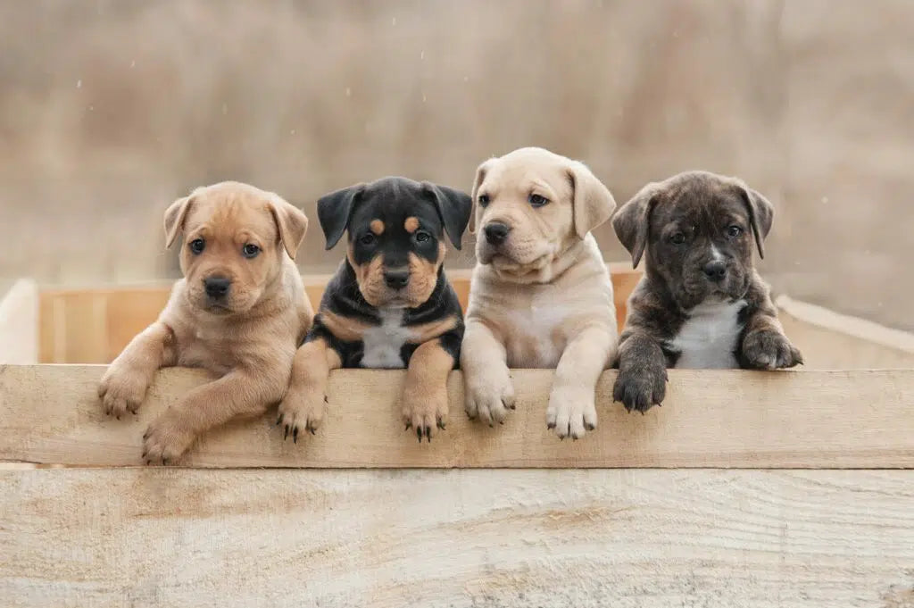 Selecting the Perfect Breeder: Ensuring a Happy and Healthy Future for Your Pet