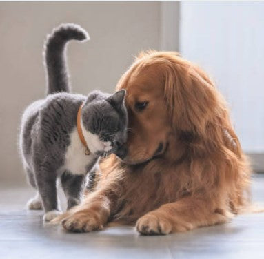 Paws-itively Purr-fect: 5 Steps to Introducing a Cat to Your Dog