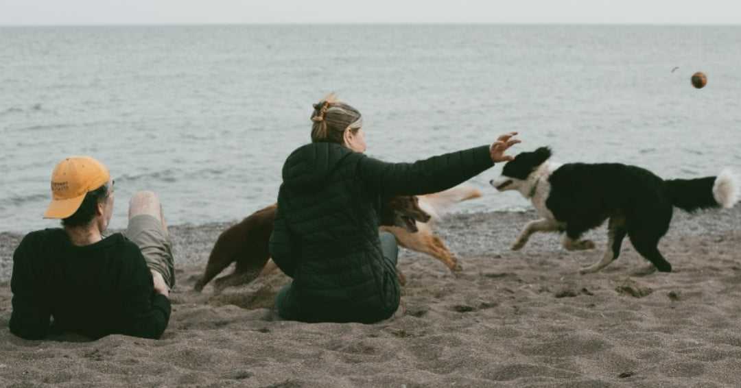 7 ways to Keep Your Pet Cool and Comfortable This Summer