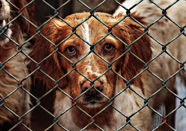 Adopt, Don't Shop: The Imperative Shift Towards Animal Adoption