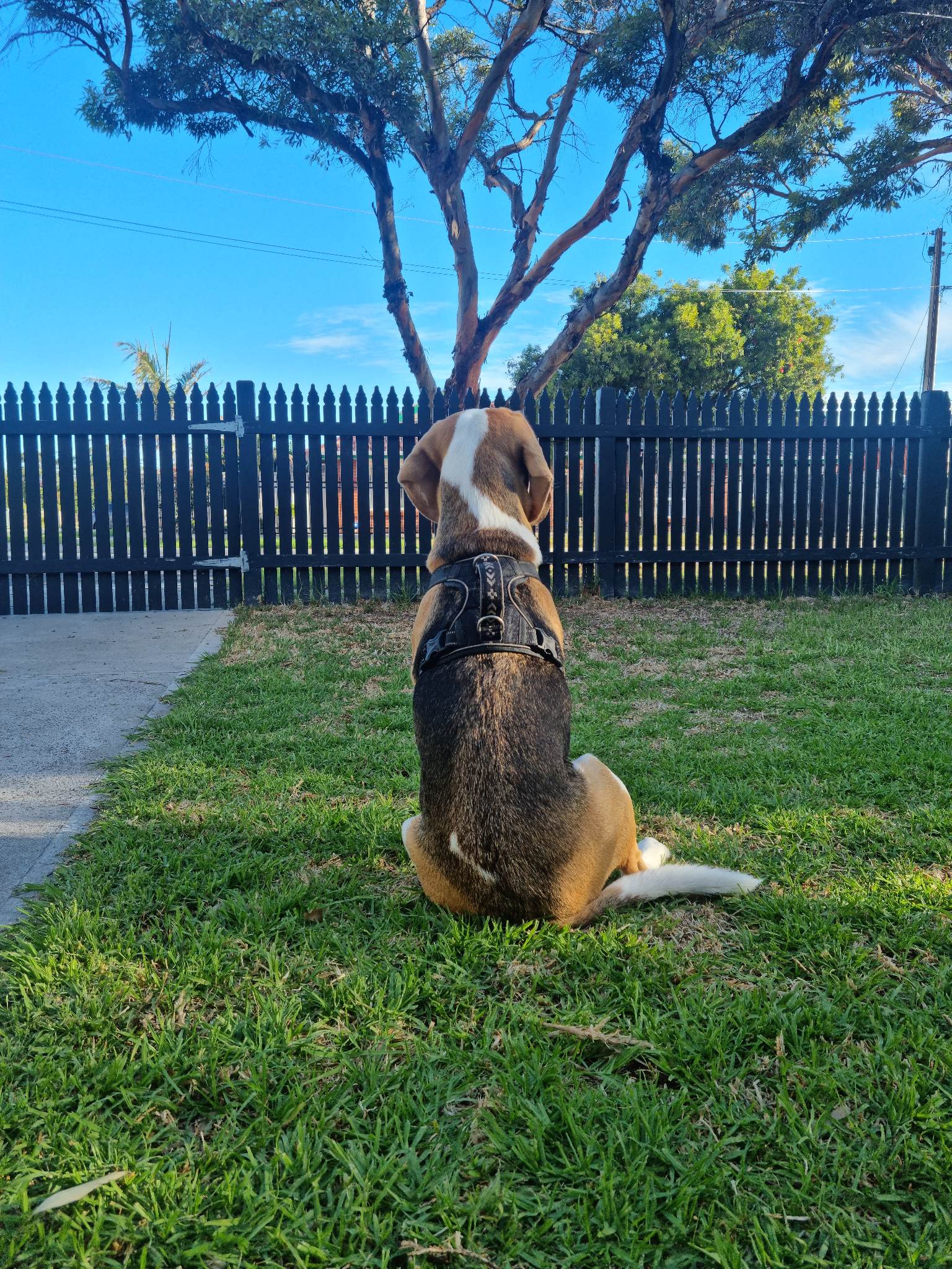 Taking Your Dog to the Dog Park for the First Time