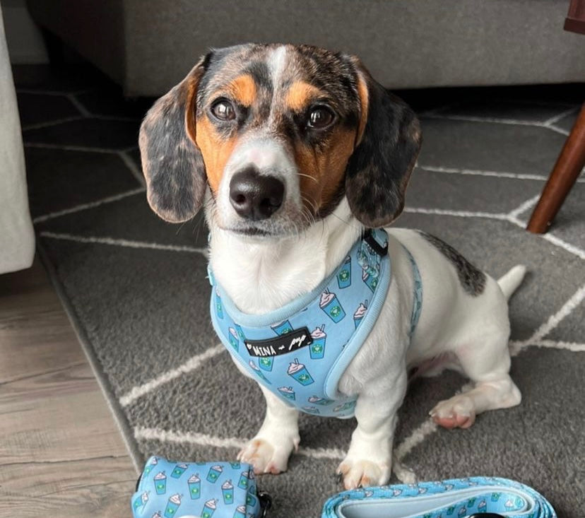 Pupshake Blue Adjustable Harness