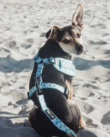 Pupshake Blue Adjustable Harness