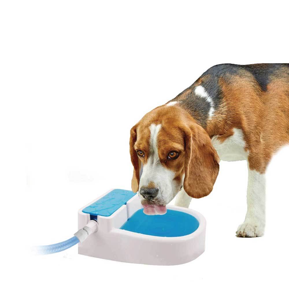 Automatic Filling Dog Water Fountain - All for Paws