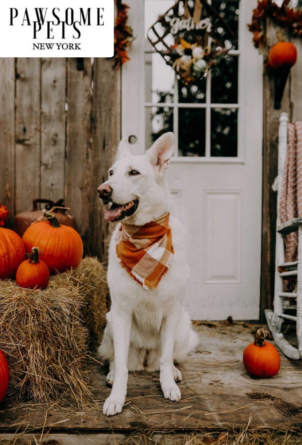 BANDANA - PUMPKIN